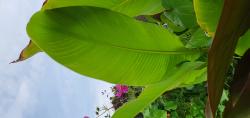 Canna Tuerckheimii Canna Tuerckheimii