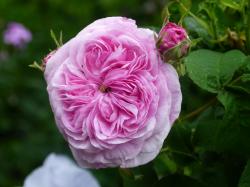 Rose 'Belle sans Flatterie'