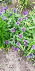 Bergflockenblume Bergflockenblume