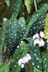 Begonia maculata Wightii Begonia maculata Wightii