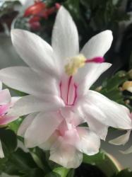 Weihnachtskaktus - Schlumbergera - weiß Weihnachtskaktus - Schlumbergera - weiß