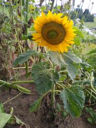 Zwergsonnenblume Zwergsonnenblume