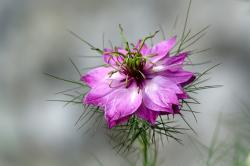 Jungfer im Grünen, Mix aus blau, rosa und weiß