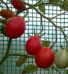 Tomate Mini San Marzano Tomate Mini San Marzano