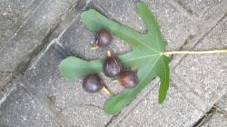 4 plus 2 Feigenstecklinge 4 plus 2 Feigenstecklinge