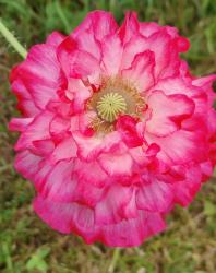 Bunter Klatschmohn/Seidenmohn