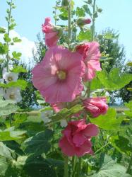Samen Blumensamen Malve Stockrose kräftig rosa winterhart Samen Blumensamen Malve Stockrose kräftig rosa winterhart