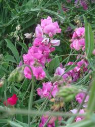 Blumensamen Samen Bauernwicken rosa - Platterbse winterhart Blumensamen Samen Bauernwicken rosa - Platterbse winterhart