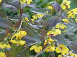 Bronzefelberich "Firecracker" Bronzefelberich "Firecracker"