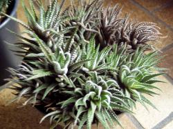 Haworthia Haworthia