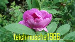 Rosa Rugosa Ausläufer Rosa Rugosa Ausläufer