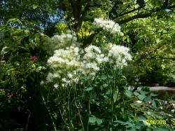 Wiesenraute Wiesenraute
