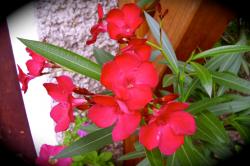 Oleander Oleander