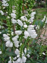 Gelenkblume weiss Gelenkblume weiss
