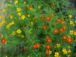 Tagetes 5 Sorten Tagetes 5 Sorten