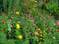 Zinnien Pack 6 Sorten Zinnien Pack 6 Sorten