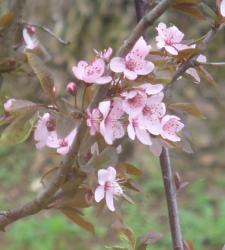 Blutpflaume / Prunus cerasifera nigra Blutpflaume / Prunus cerasifera nigra
