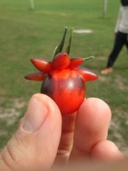 Tomate - Blueberry + eine weitere Sorte Tomate - Blueberry + eine weitere Sorte