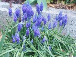 Traubenhyazinthe blau / Muscari Traubenhyazinthe blau / Muscari