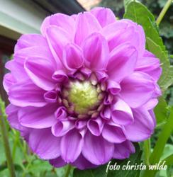 Balldahlie flieder Balldahlie flieder