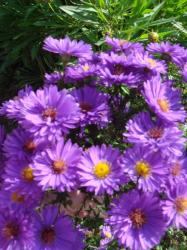 Blumensamen Glattblattaster lila - Aster Winteraster Blumensamen Glattblattaster lila - Aster Winteraster