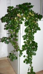 Harfenstrauch *Plectranthus verticillatus Harfenstrauch *Plectranthus verticillatus