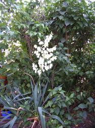 2 Palmlilie Gartenyucca Winterhart