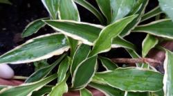 Hosta Stiletto Hosta Stiletto