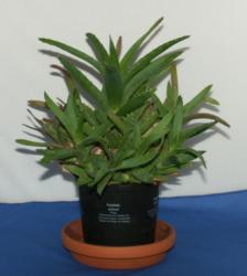 Aloe Vera Aloe Vera