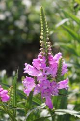 Gelenkblume Gelenkblume