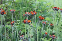 Habichtskraut, orange-rotes Habichtskraut, orange-rotes