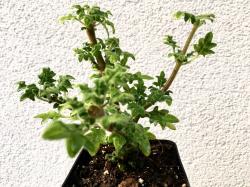 Rosen-Weihrauch Rosen-Weihrauch