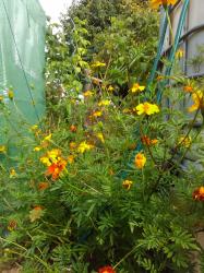 Studentenblume Studentenblume