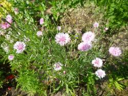 Kornblume Kornblume