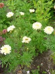 Hohe Tagetes, zartgelb Hohe Tagetes, zartgelb