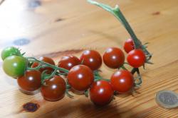 Schwarzrotbraune Murmeltomate Schwarzrotbraune Murmeltomate