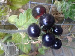 Blue Pearl Tomaten Blue Pearl Tomaten