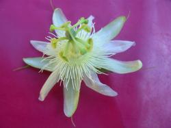 Passiflora subpeltata Passiflora subpeltata