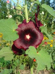 Samen Stockrosen brombeer Blumensamen - winterhart Samen Stockrosen brombeer Blumensamen - winterhart
