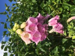 Fingerhut rosa Fingerhut rosa