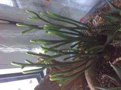 Crassula Muscosa, Sukkulente Crassula Muscosa, Sukkulente