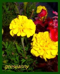 Studentenblume - Samen Studentenblume - Samen