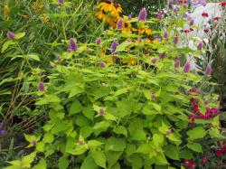 Agastache rugosa 'Golden Jubilee' Agastache rugosa 'Golden Jubilee'