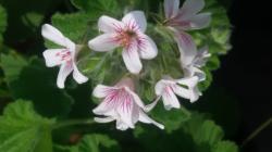 Samen der australischen Pelargonie Samen der australischen Pelargonie