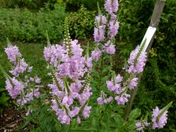 Gelenkblume Gelenkblume