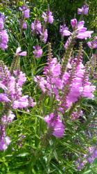 Gelenkblume Gelenkblume