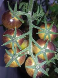 Tomate Antho Weiß Tomate Antho Weiß