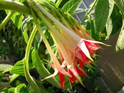 Bolivianische Fuchsie - Fuchsia boliviana alba Bolivianische Fuchsie - Fuchsia boliviana alba