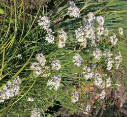 Schnitt-Knoblauch, Knoblauchschnittlauch, Abstich Schnitt-Knoblauch, Knoblauchschnittlauch, Abstich