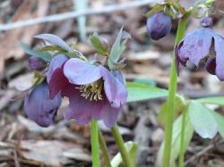 bereits keimende Samen Helleborus orientalis, metallic blue bereits keimende Samen Helleborus orientalis, metallic blue